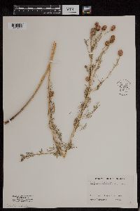 Dalea purpurea image