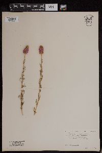 Dalea purpurea image