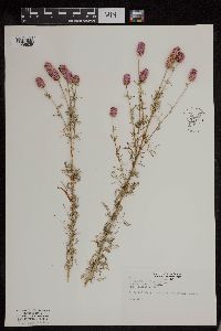 Dalea purpurea image