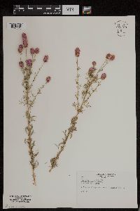 Dalea purpurea image