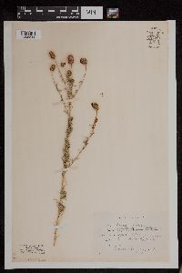 Dalea villosa image