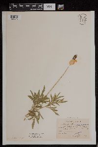 Ratibida columnifera image