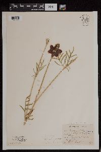 Ratibida columnifera image