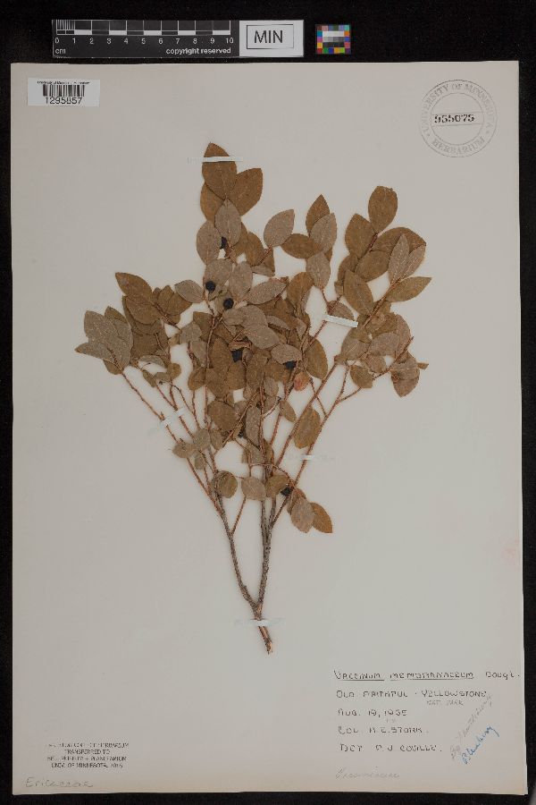 Vaccinium membranaceum image