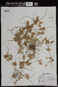 Cyperus erythrorhizos image