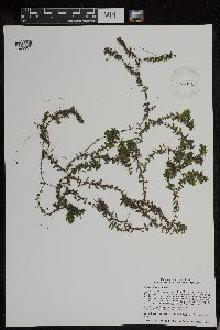 Elodea canadensis image