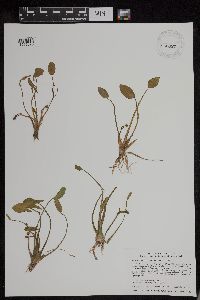 Sagittaria montevidensis image