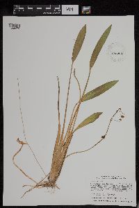 Sagittaria rigida image