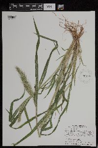 Echinochloa walteri image