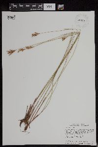 Juncus vaseyi image