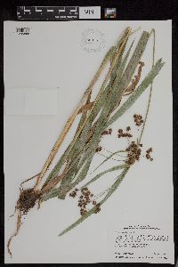 Scirpus atrovirens image