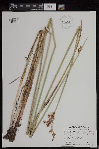 Schoenoplectus tabernaemontani image