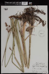 Schoenoplectus acutus image