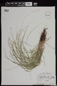 Carex rosea image