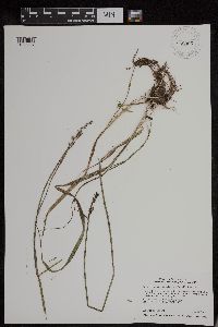 Carex stipata var. stipata image