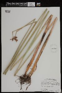 Schoenoplectus acutus image