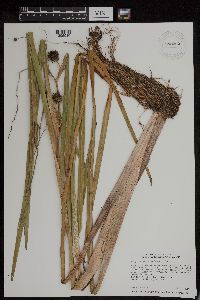 Sparganium eurycarpum image