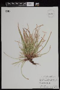 Carex pedunculata image