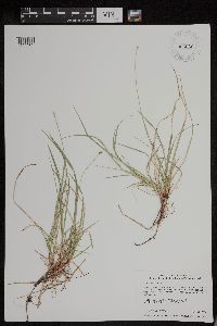 Carex peckii image