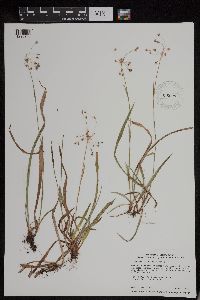 Luzula acuminata image