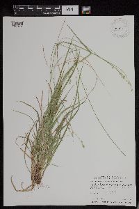 Carex deweyana var. deweyana image