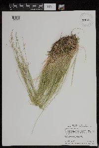 Carex radiata image