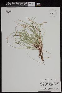 Carex pedunculata image