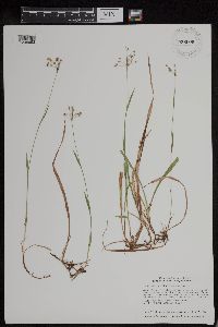 Luzula acuminata image