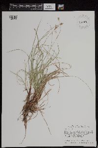 Carex peckii image