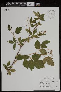 Rubus acridens image