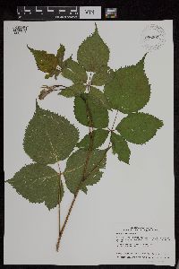 Rubus acridens image