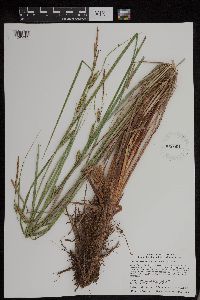 Carex aquatilis var. substricta image