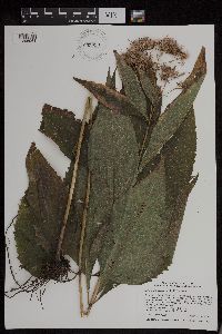 Eutrochium purpureum image