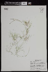 Potamogeton confervoides image