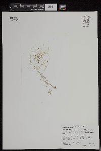 Potamogeton confervoides image