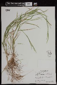 Torreyochloa pallida var. fernaldii image