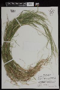 Torreyochloa pallida var. fernaldii image