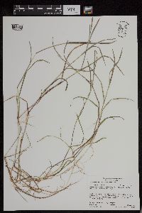 Torreyochloa pallida var. fernaldii image