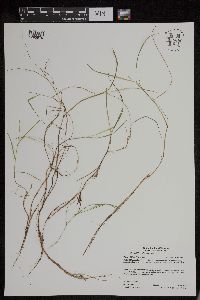 Torreyochloa pallida var. fernaldii image