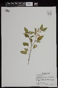 Leucophysalis grandiflora image