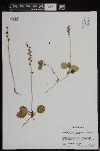 Image of Pyrola minor