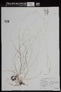 Carex disperma image