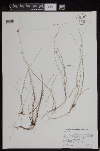 Carex tenuiflora image