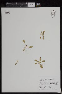 Media resource of Primula mistassinica