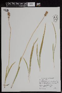 Triantha glutinosa image