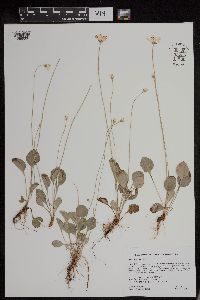 Parnassia glauca image