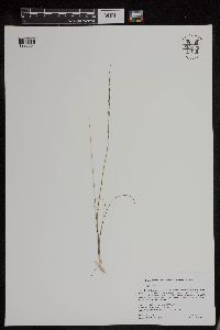 Triglochin palustris image