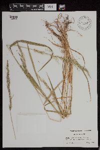 Agrostis exarata image