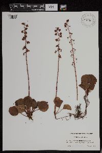 Pyrola asarifolia image