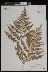 Dryopteris campyloptera image